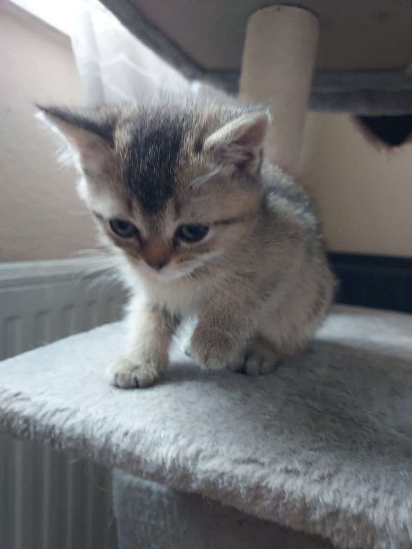 BKH Kitten abzugeben