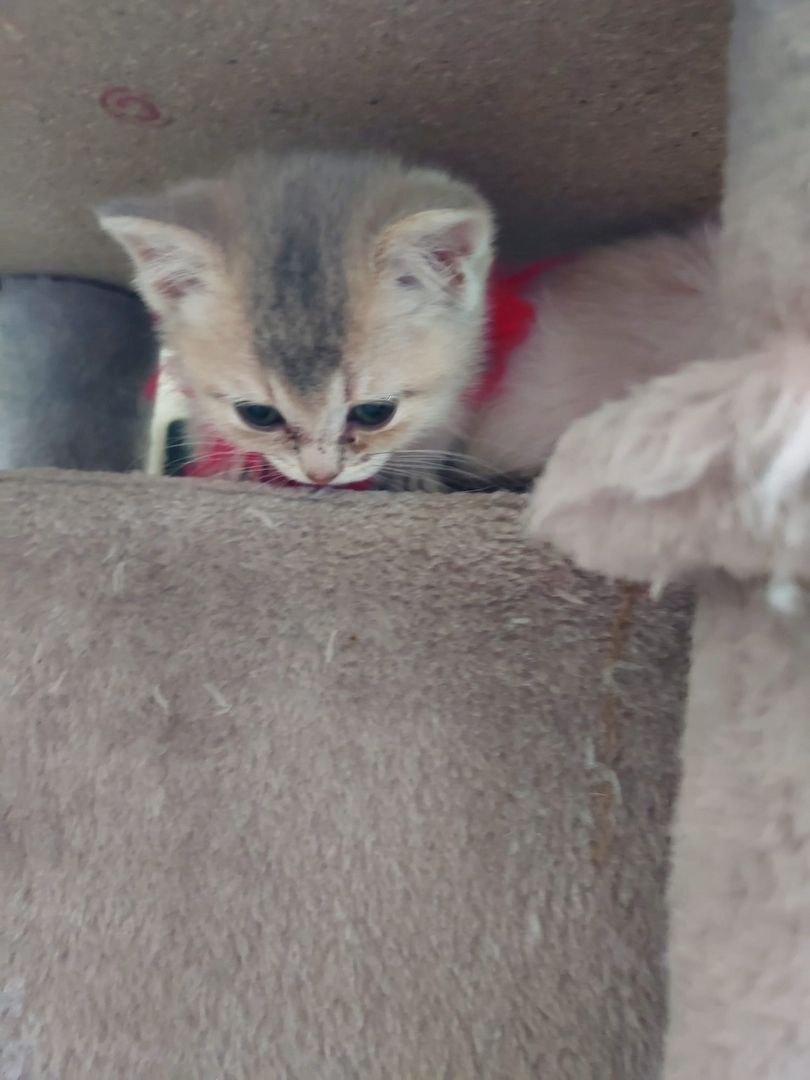 BKH Kitten abzugeben