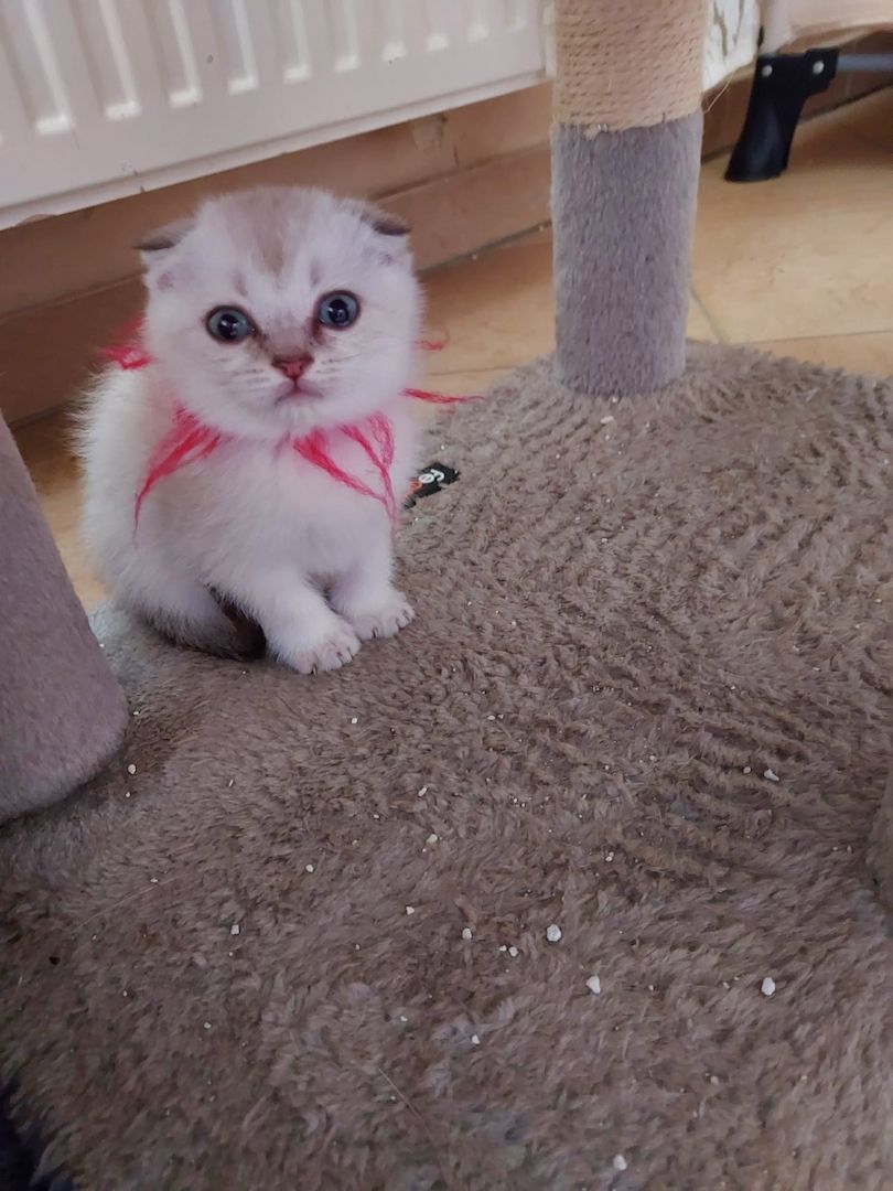 BKH Kitten abzugeben