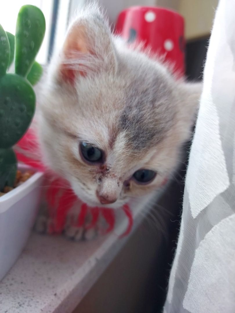 BKH Kitten abzugeben