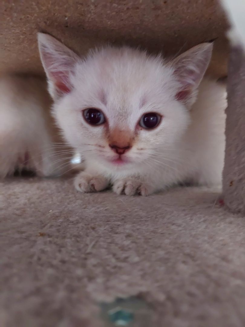 BKH Kitten abzugeben