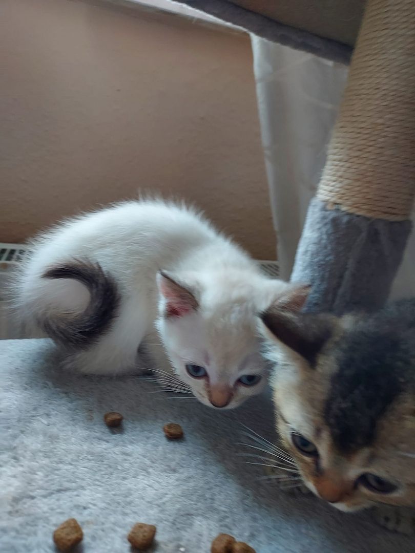 BKH Kitten abzugeben