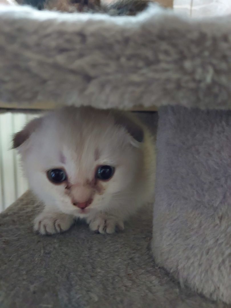 BKH Kitten abzugeben