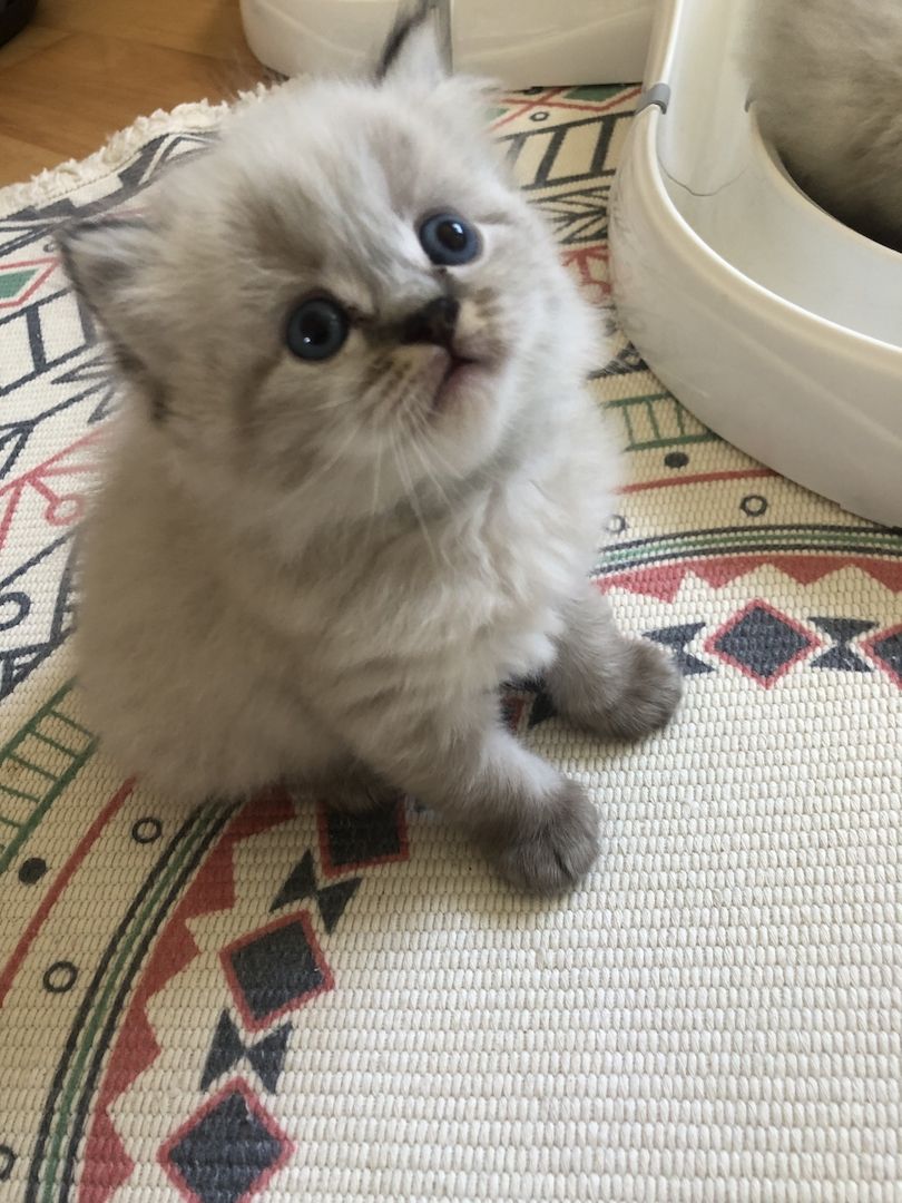 Perser Kitten mit Nase