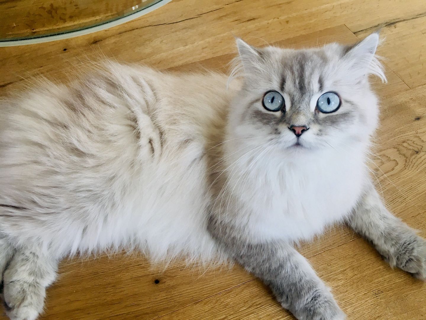 Perser Kitten mit Nase