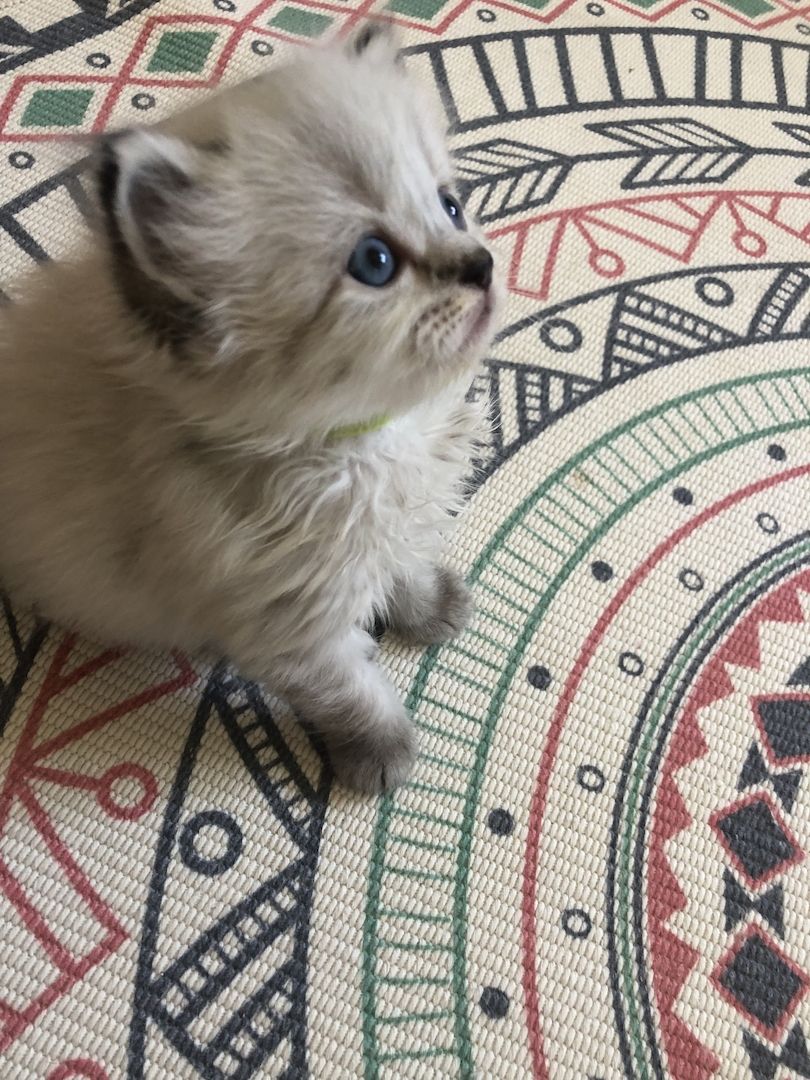 Perser Kitten mit Nase