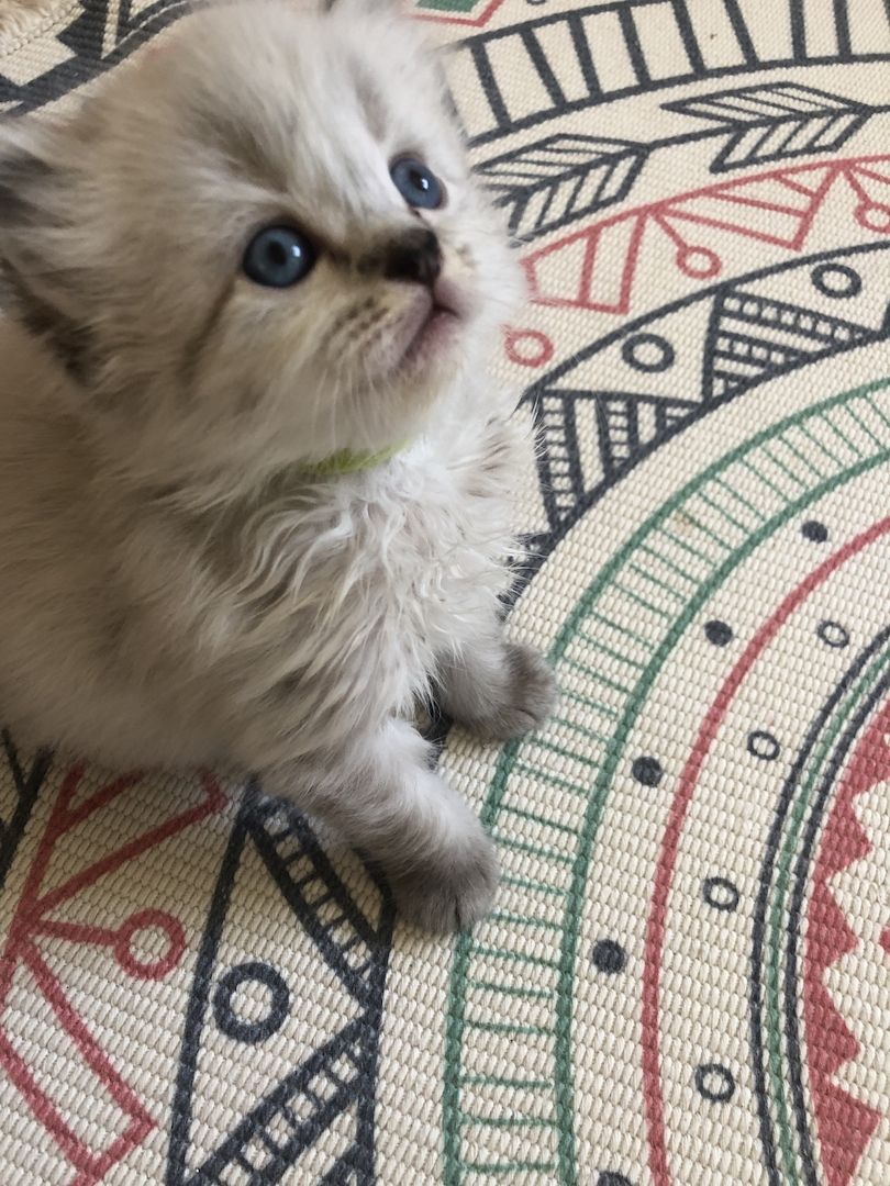 Perser Kitten mit Nase