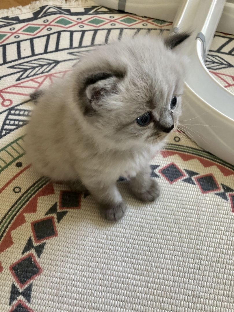 Perser Kitten mit Nase