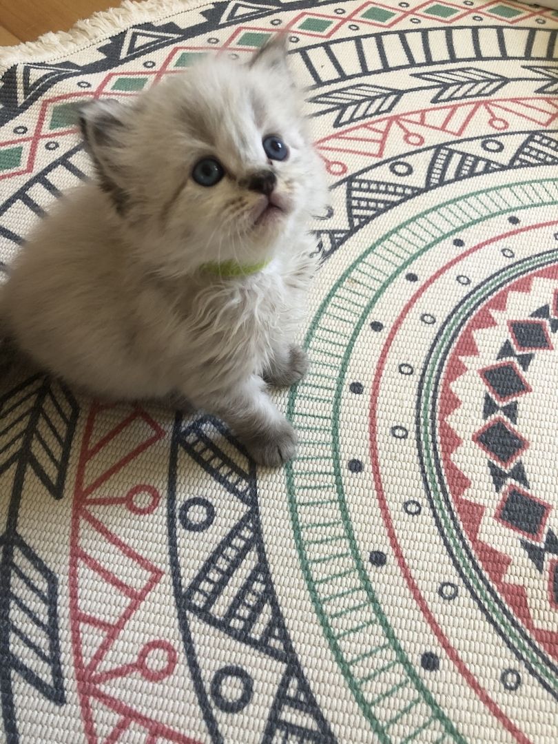 Perser Kitten mit Nase