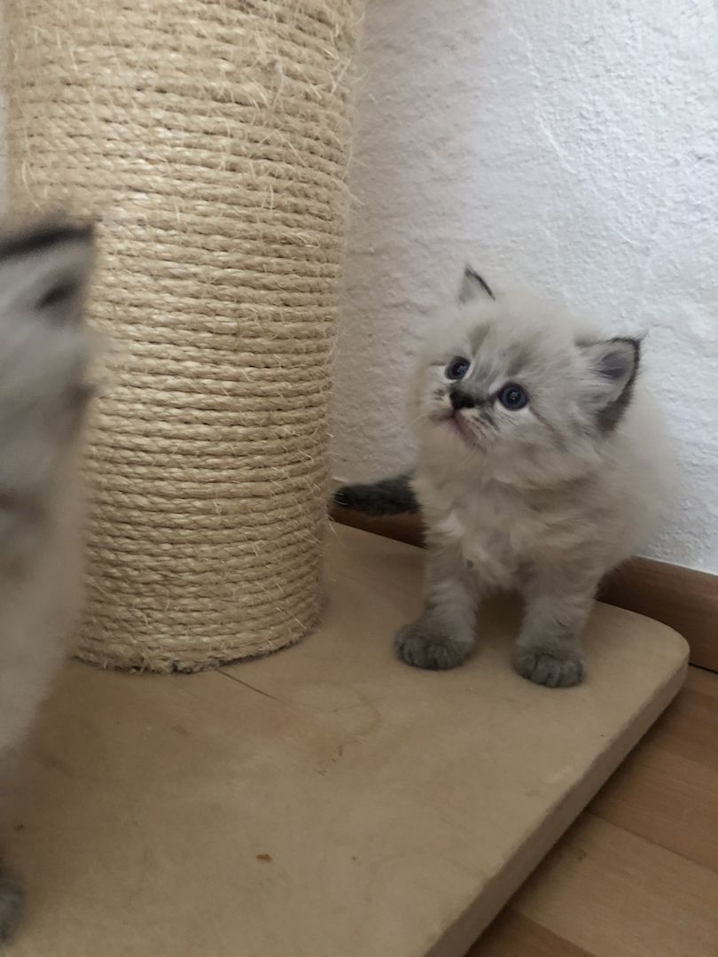 Perser Kitten mit Nase