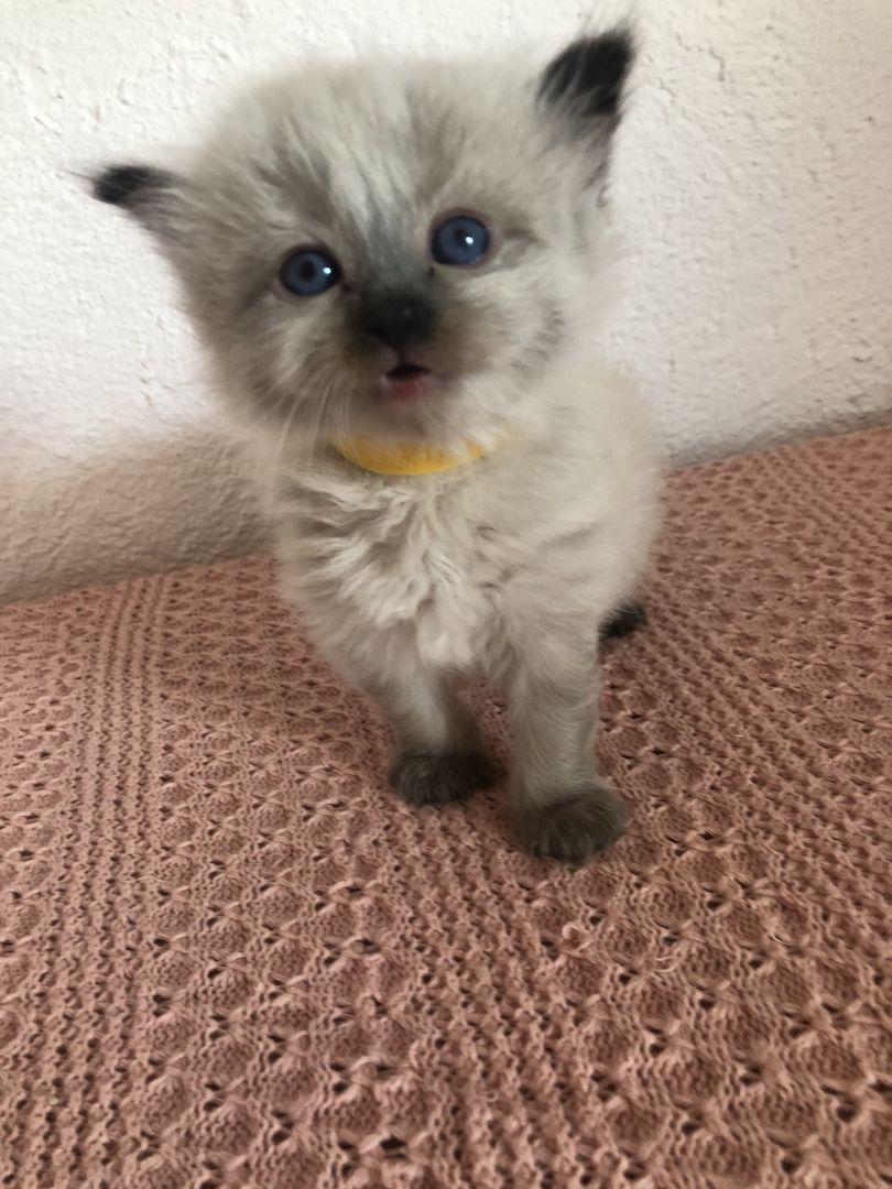 Perser Kitten mit Nase