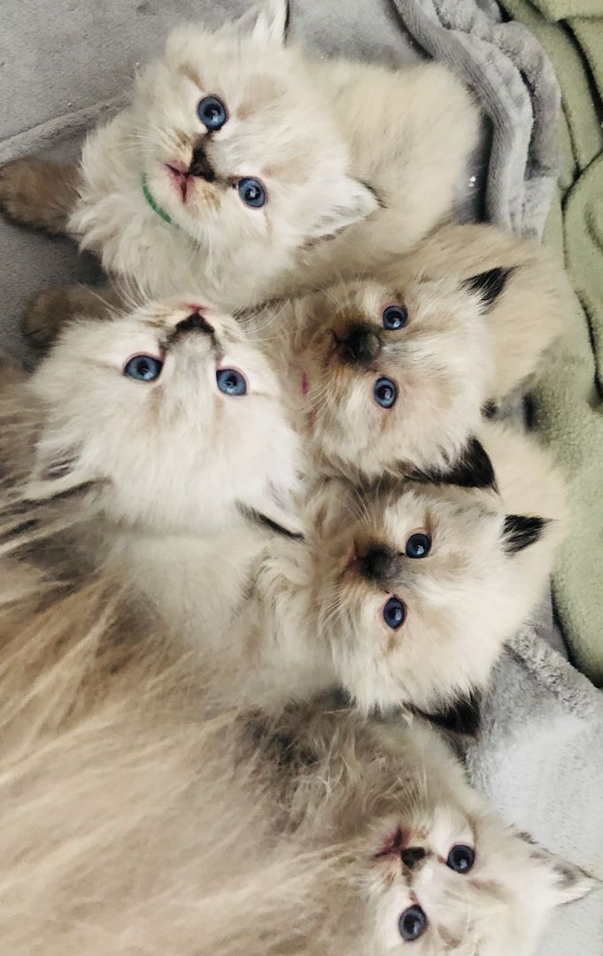 Perser Kitten mit Nase