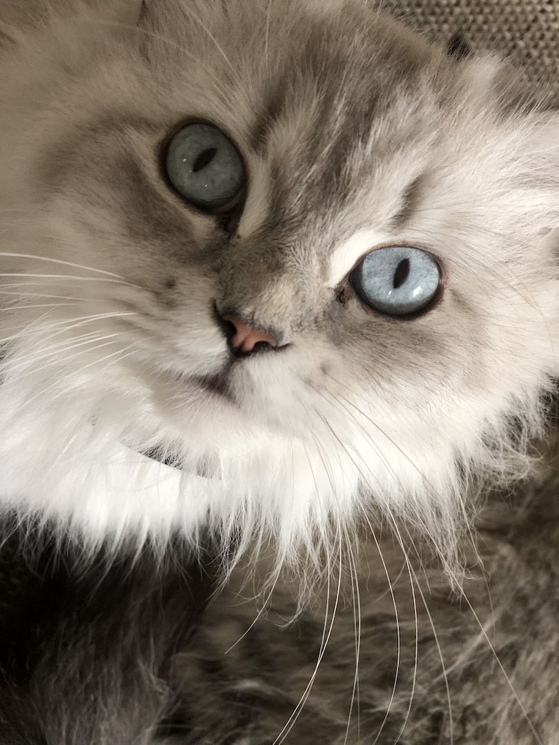 Perser Kitten mit Nase