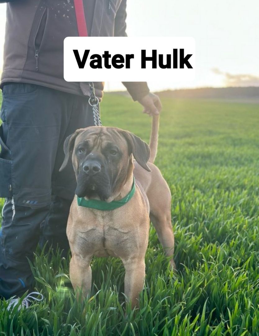 Presa Canario Welpen