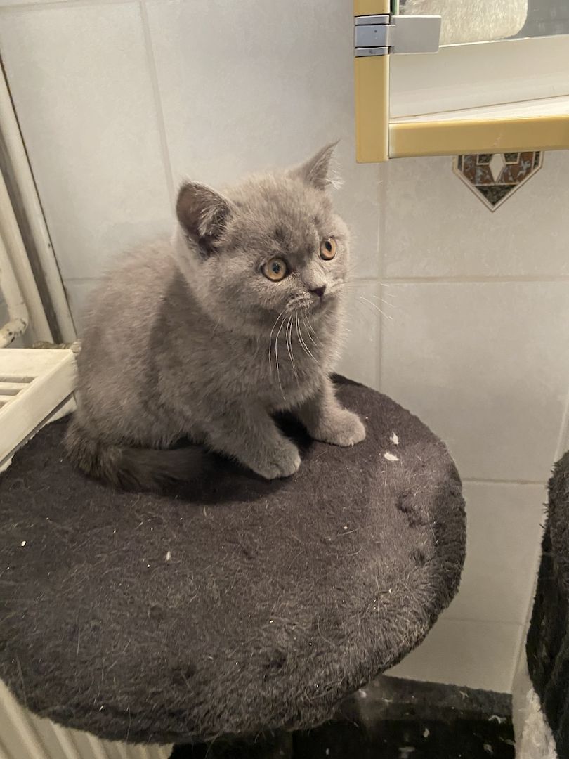 Babys Katzen Britisch