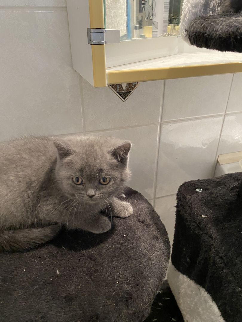 Babys Katzen Britisch