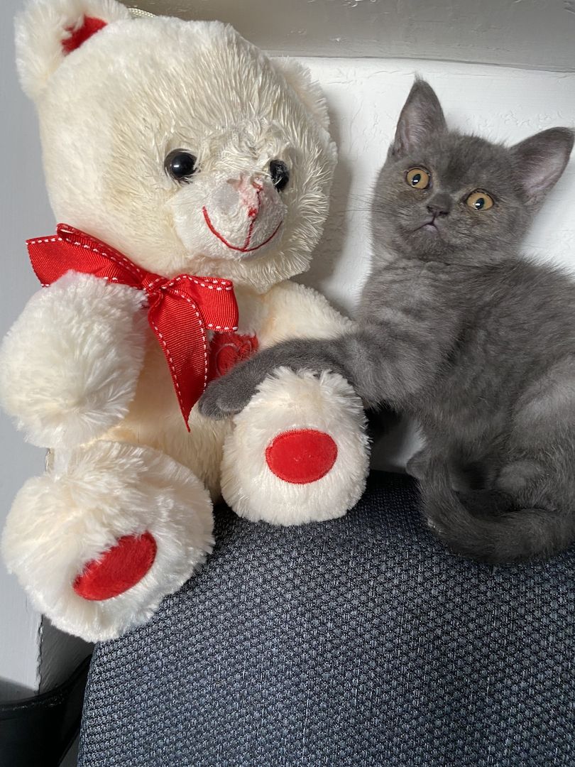 Babys Katzen Britisch