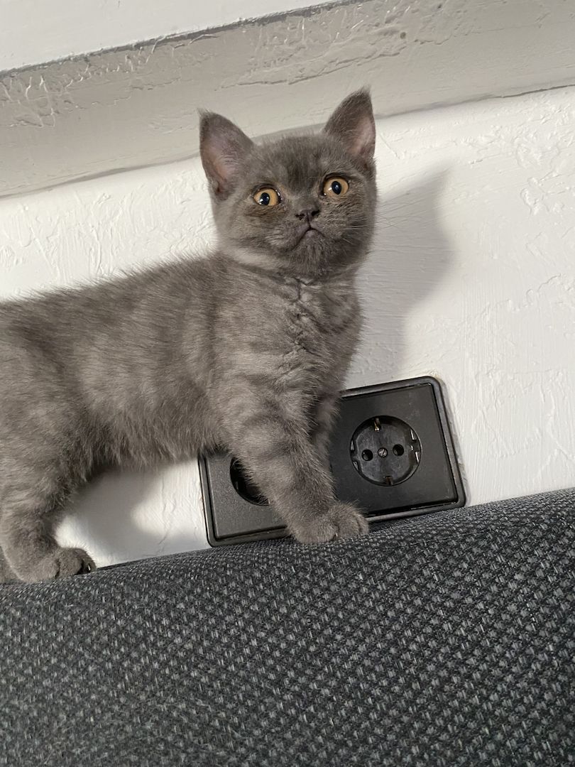 Babys Katzen Britisch