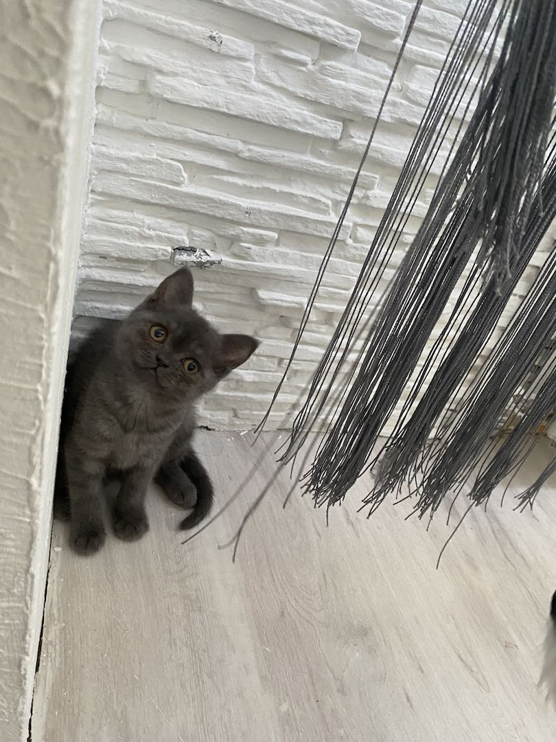 Babys Katzen Britisch