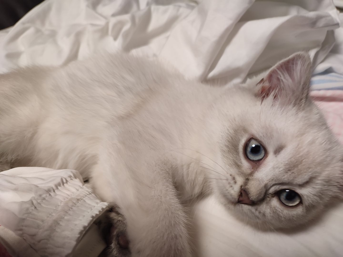 BKH Kitten mit Stammbaum BKH Kitten mit Stammbaum