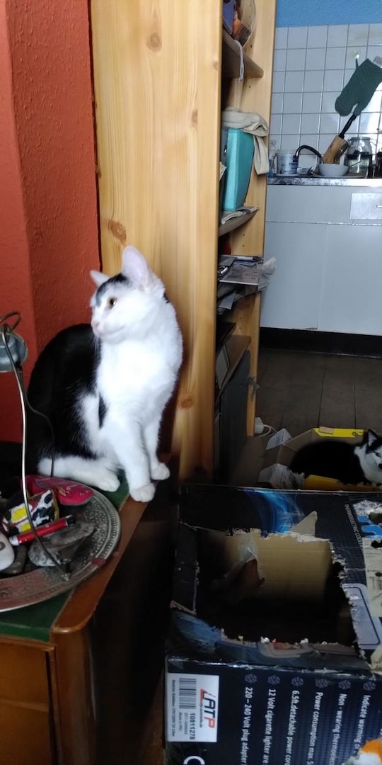 2 Europäische Haus Katzen - getrennt - abzugeben. Teufelchen: Schwarz/Weiss: Blacky : Schwarz