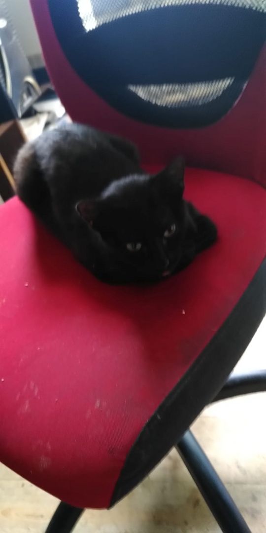 2 Europäische Haus Katzen - getrennt - abzugeben. Teufelchen: Schwarz/Weiss: Blacky : Schwarz