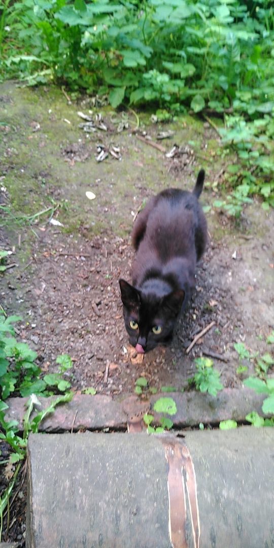 2 Europäische Haus Katzen - getrennt - abzugeben. Teufelchen: Schwarz/Weiss: Blacky : Schwarz