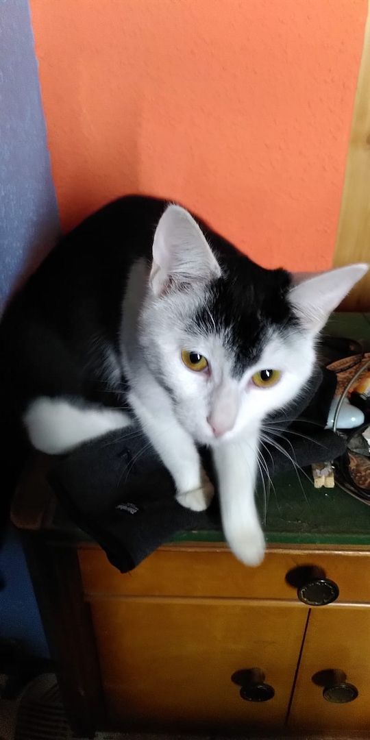 2 Europäische Haus Katzen - getrennt - abzugeben. Teufelchen: Schwarz/Weiss: Blacky : Schwarz