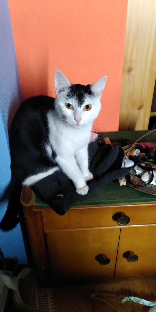 2 Europäische Haus Katzen - getrennt - abzugeben. Teufelchen: Schwarz/Weiss: Blacky : Schwarz