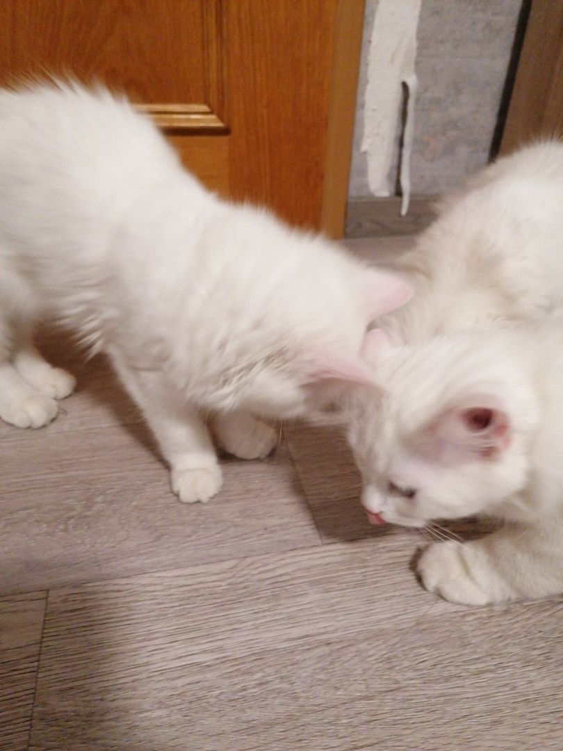 Ab sofort Türkischer Angora und Perser chinchilla Mix Kitten