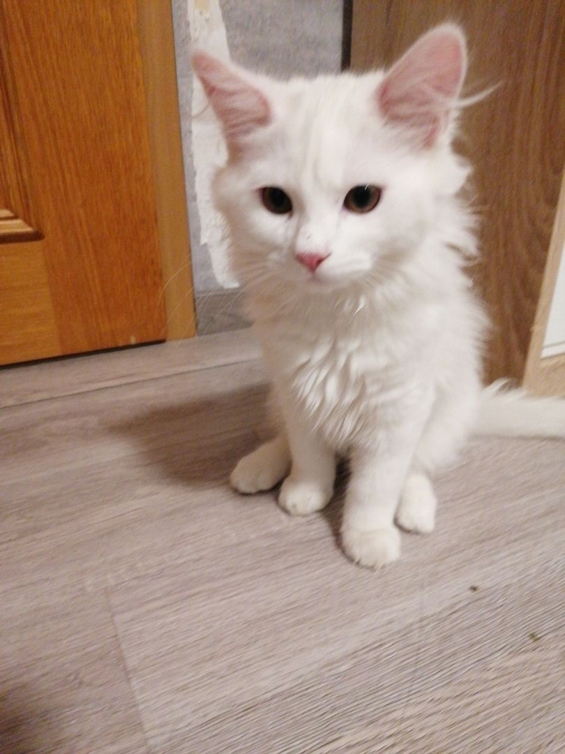 Ab sofort Türkischer Angora und Perser chinchilla Mix Kitten