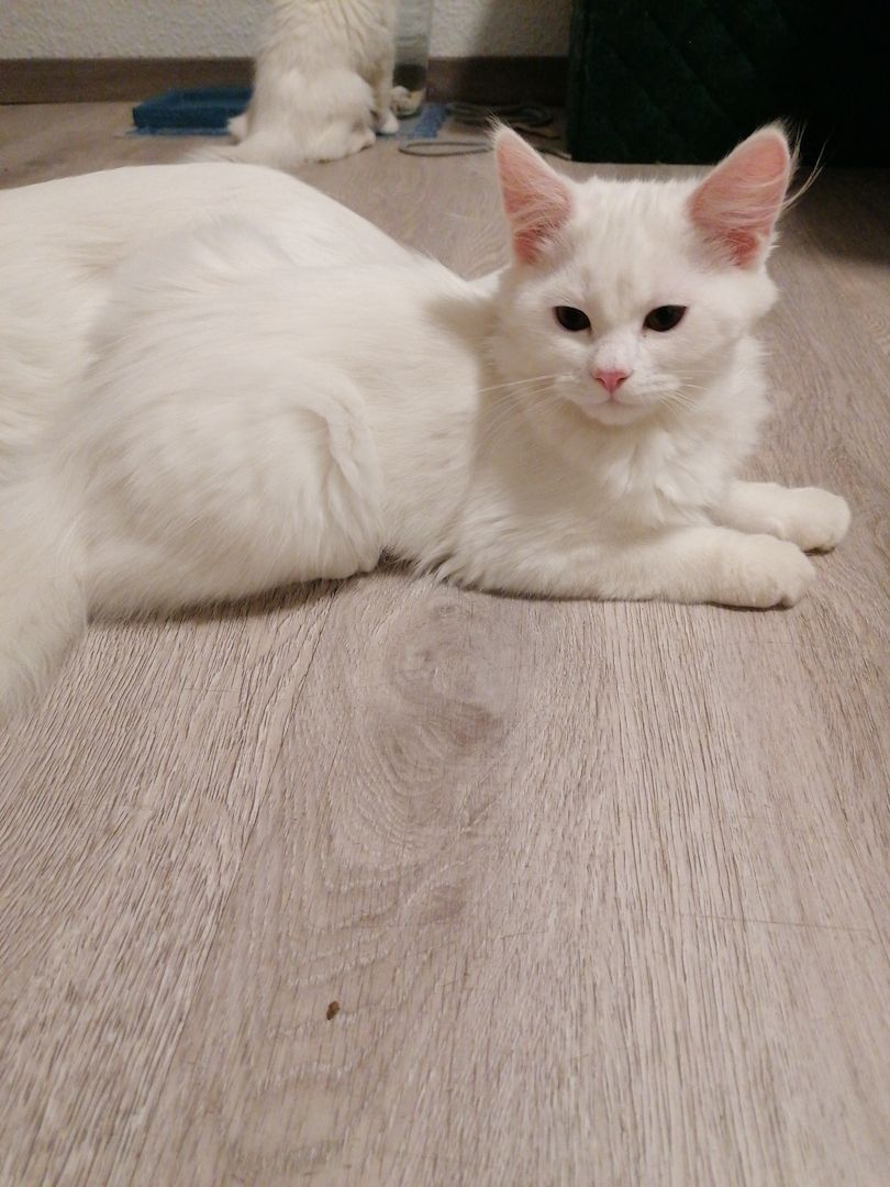 Ab sofort Türkischer Angora und Perser chinchilla Mix Kitten