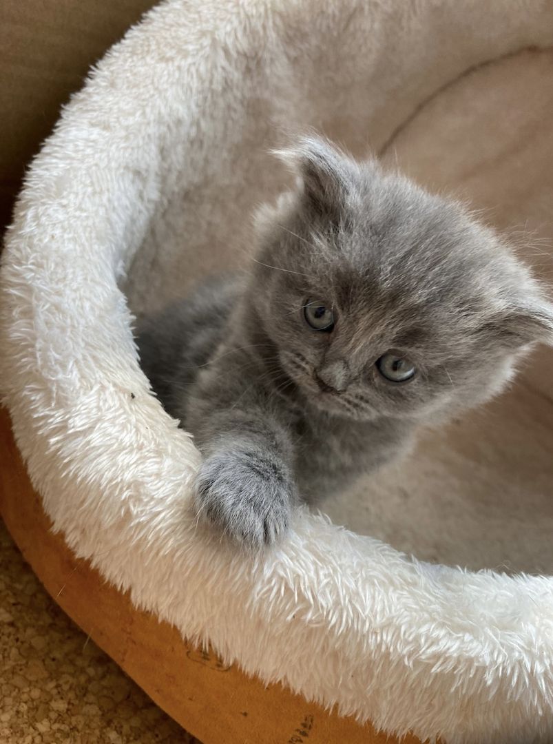 BKH Russisch blau kitten