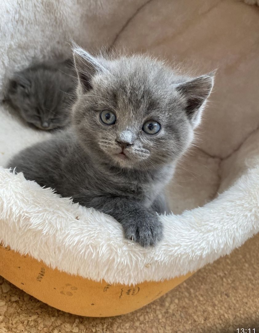 BKH Russisch blau kitten