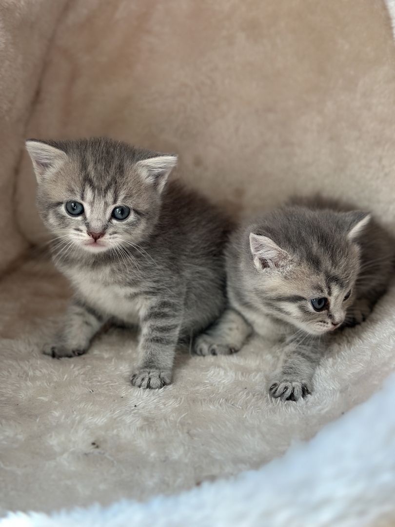 BKH Russisch blau kitten