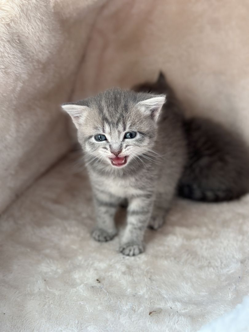 BKH Russisch blau kitten