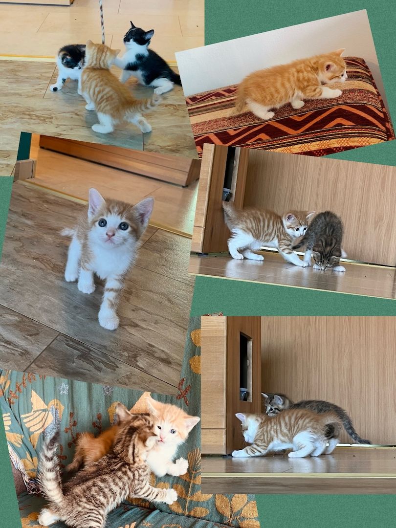 Kleine süße Katzenbabys