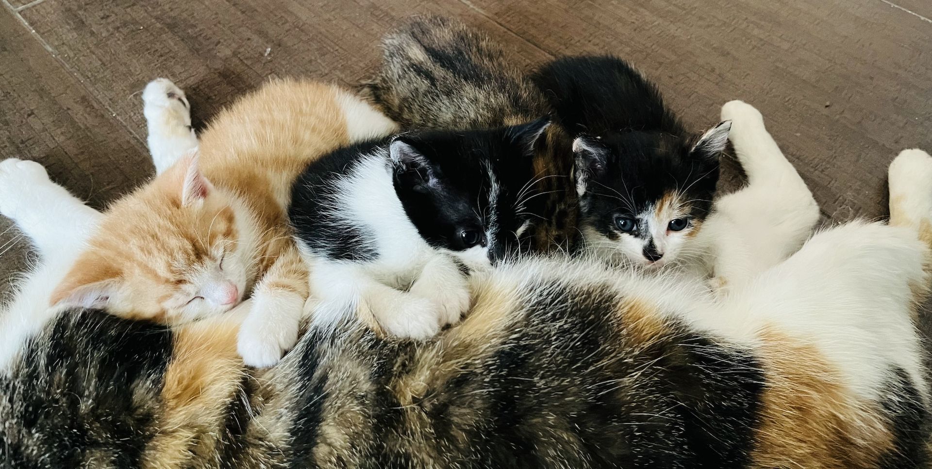 Kleine süße Katzenbabys