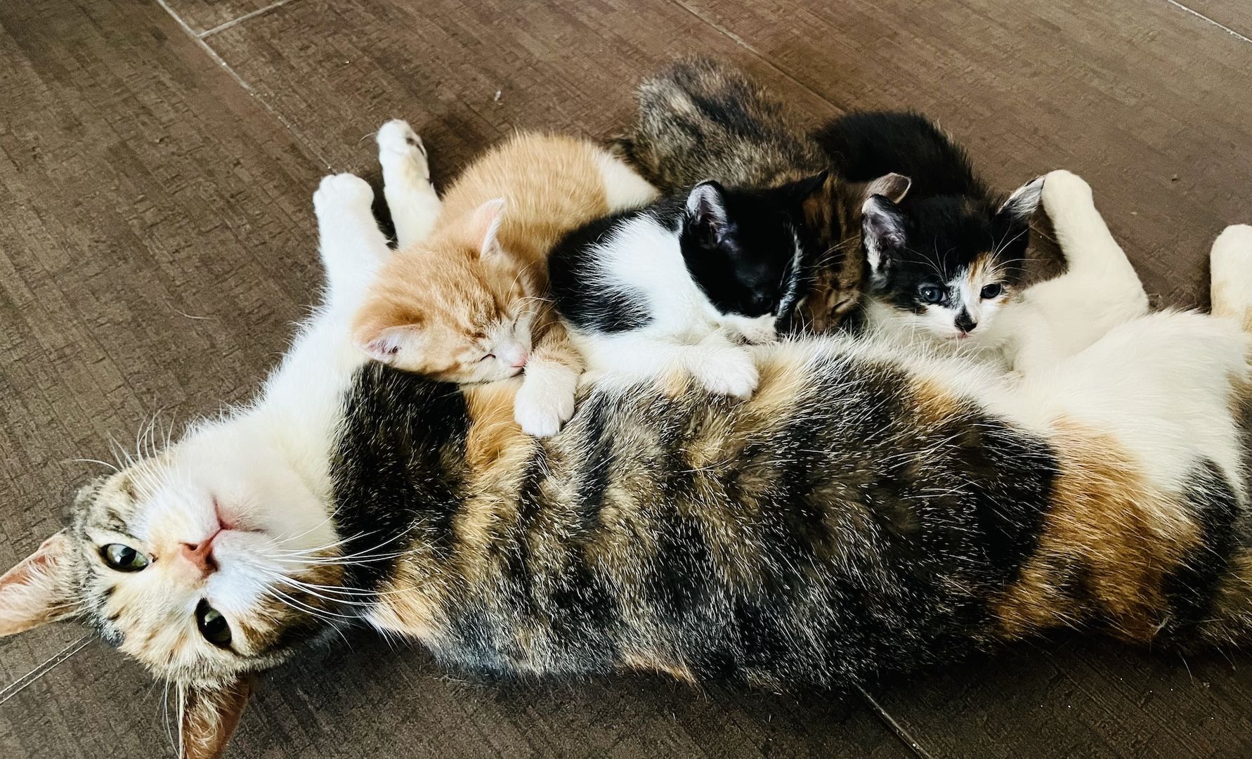 Kleine süße Katzenbabys