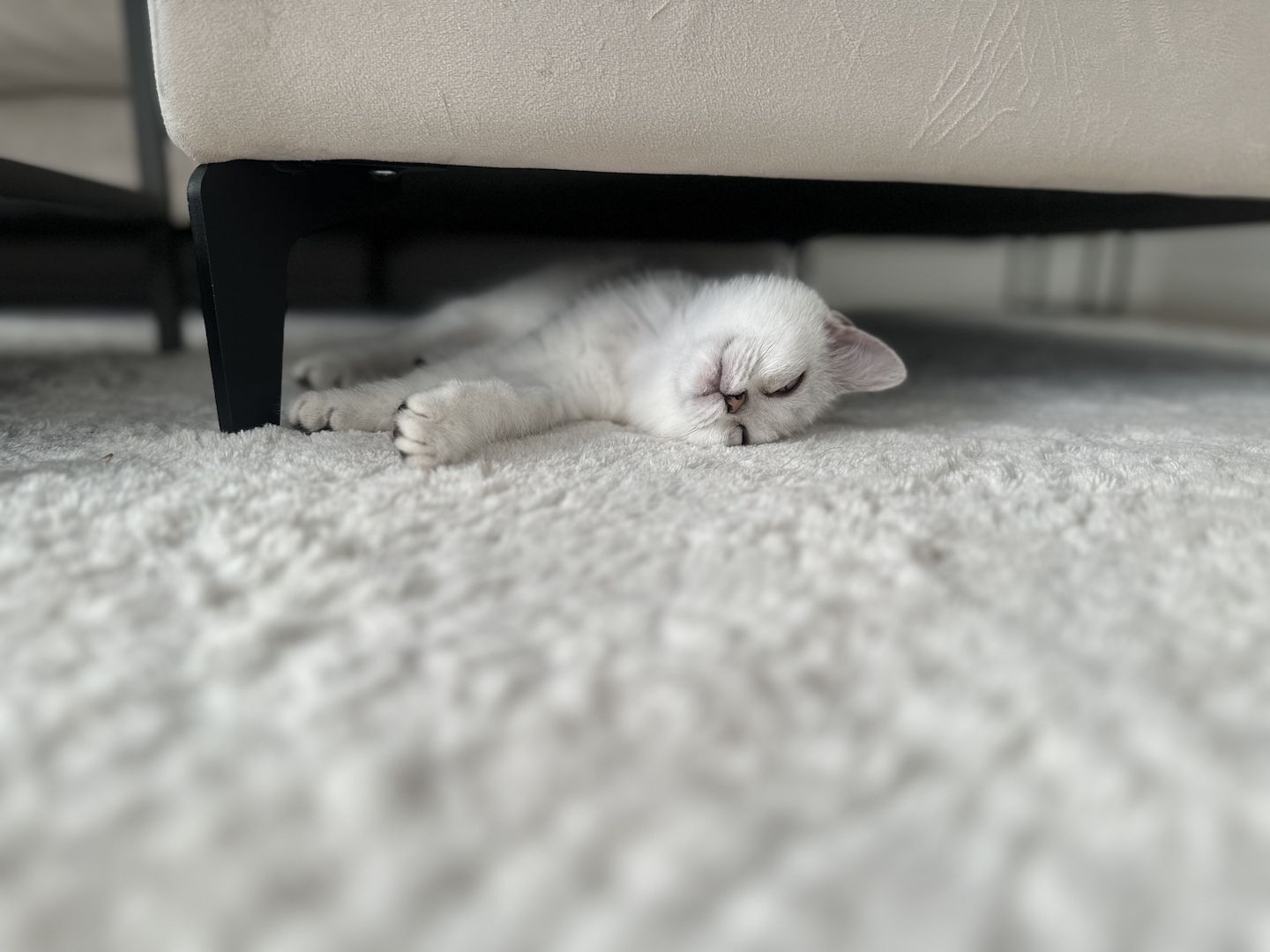 BRITISCH KURZHAAR SILVER SHADED