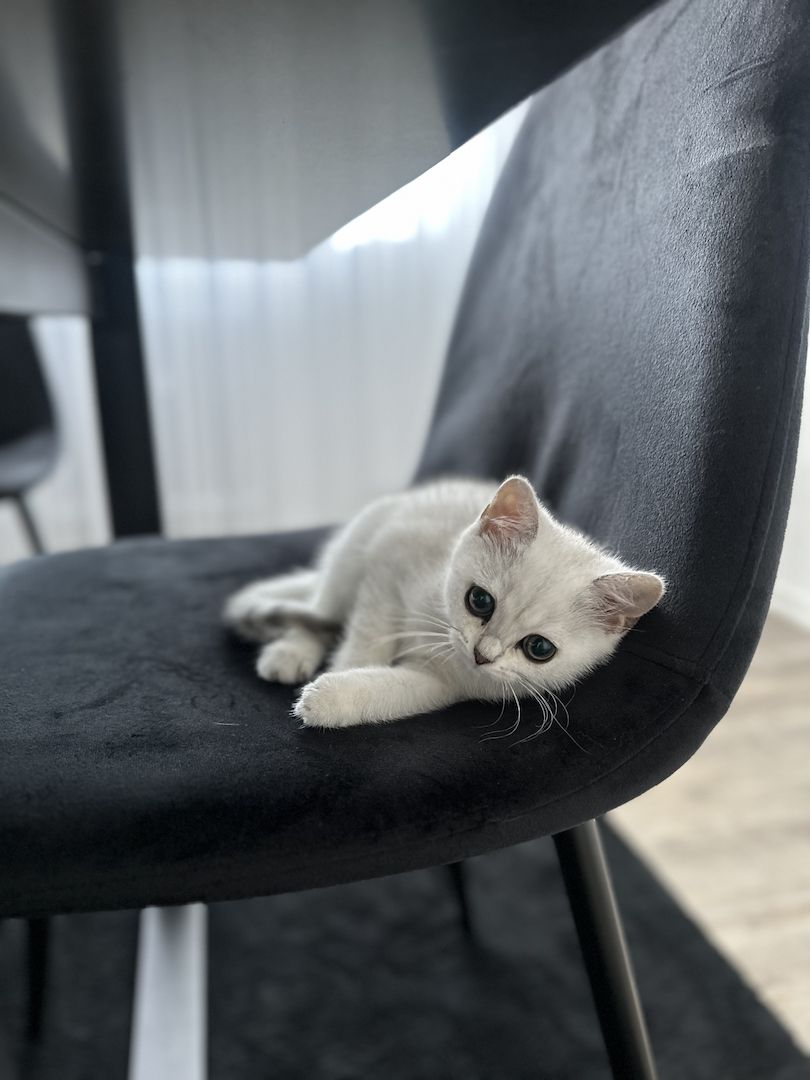 BRITISCH KURZHAAR SILVER SHADED