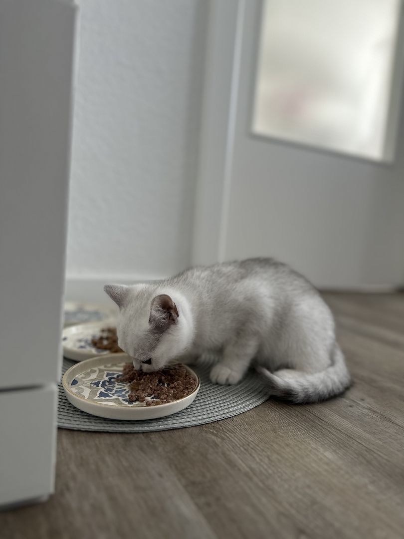 BRITISCH KURZHAAR SILVER SHADED