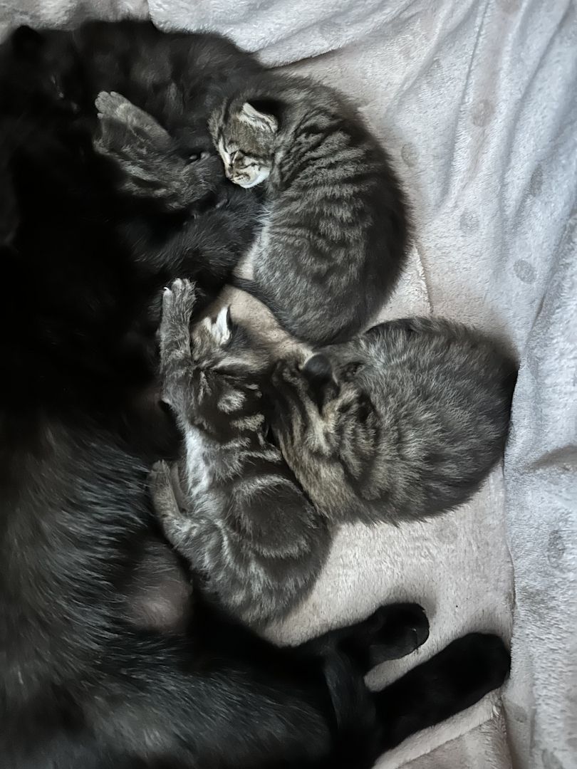 Katzenbabys