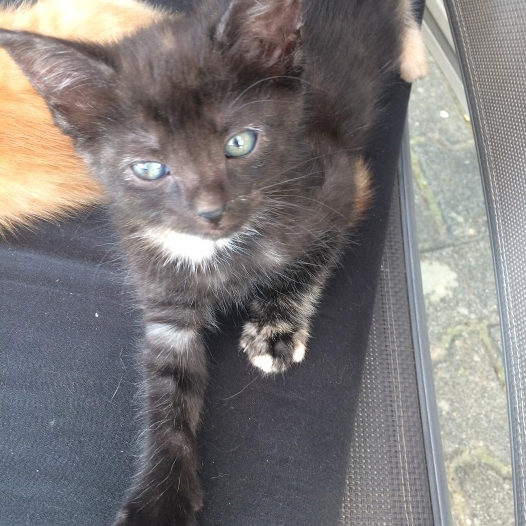 Kitten, geb.08.04.23