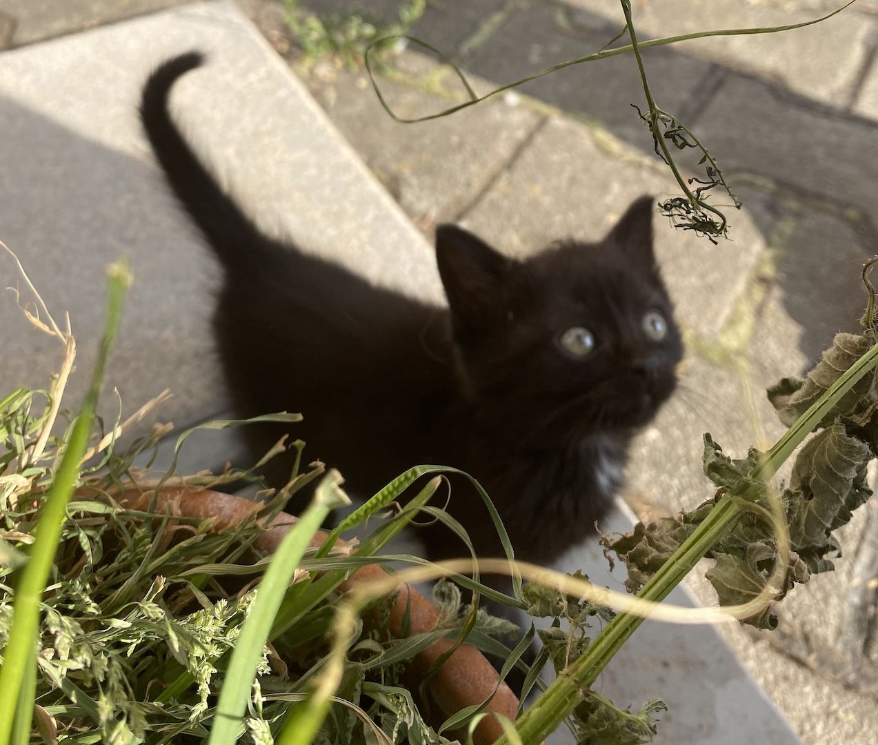 Kitten, geb.08.04.23