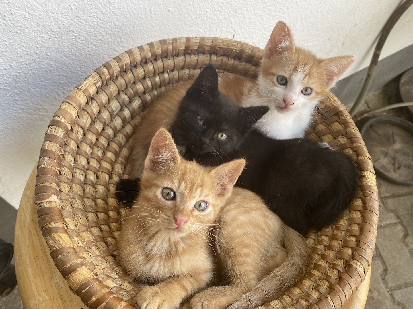 Kitten, geb.08.04.23