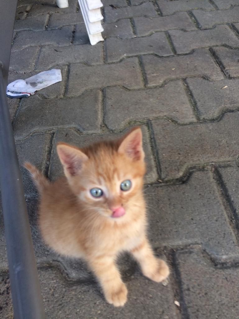 Kitten, geb.08.04.23