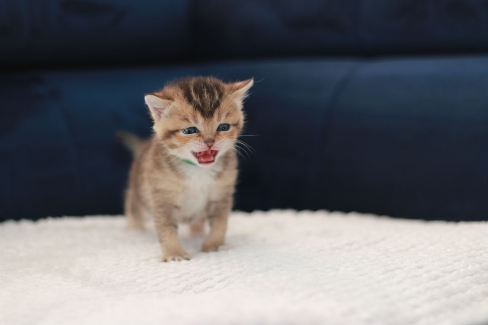 Reinrassige BKH Kitten