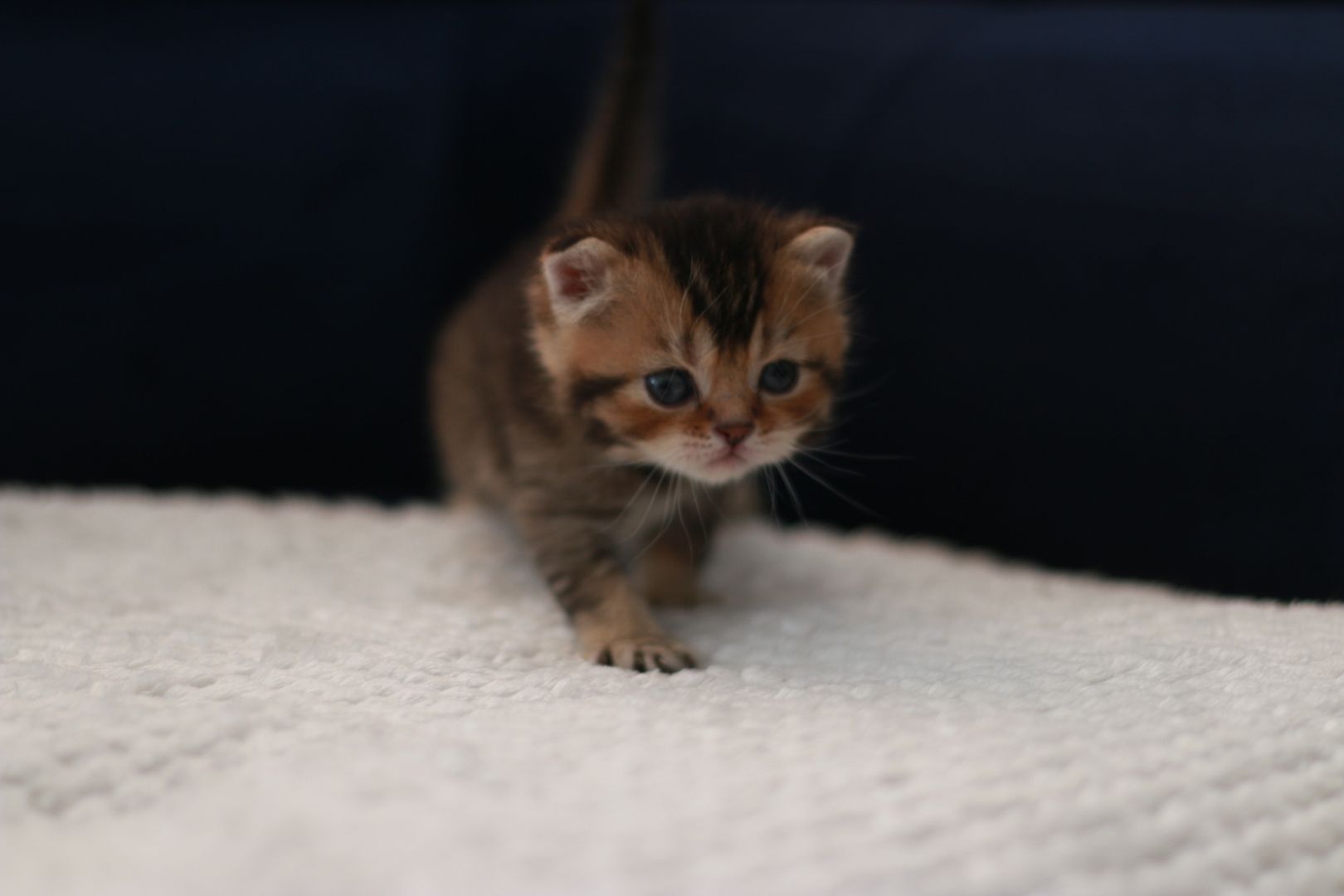 Reinrassige BKH Kitten