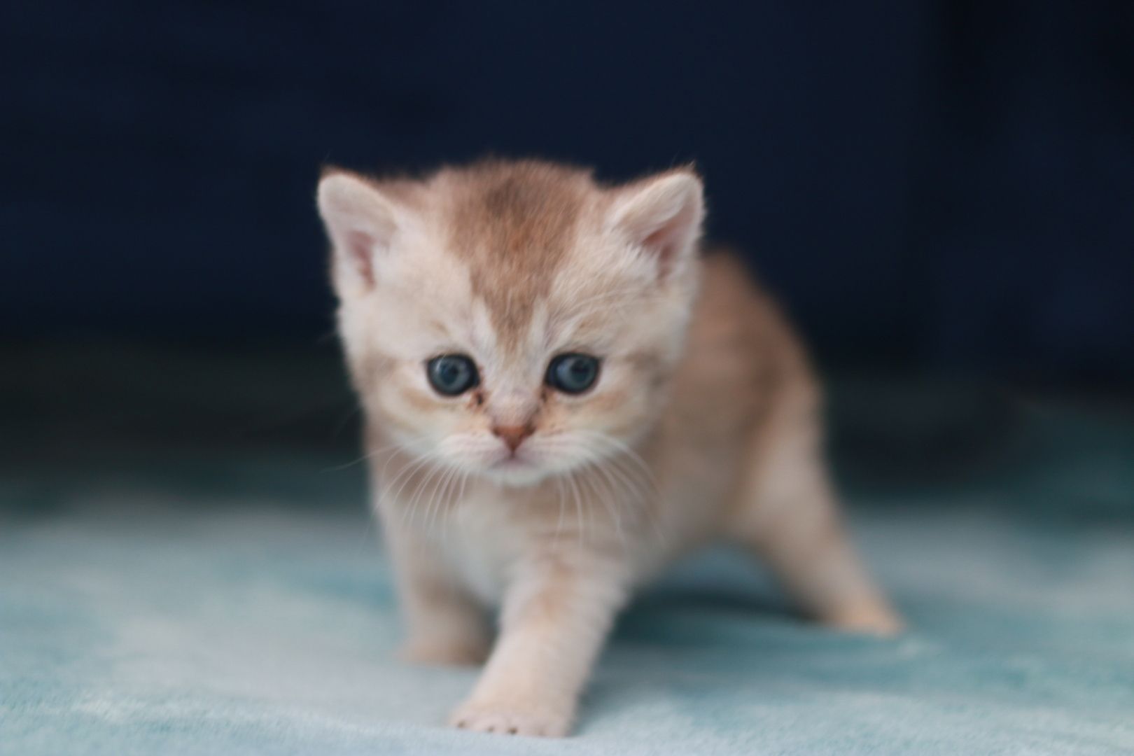 Reinrassige BKH Kitten